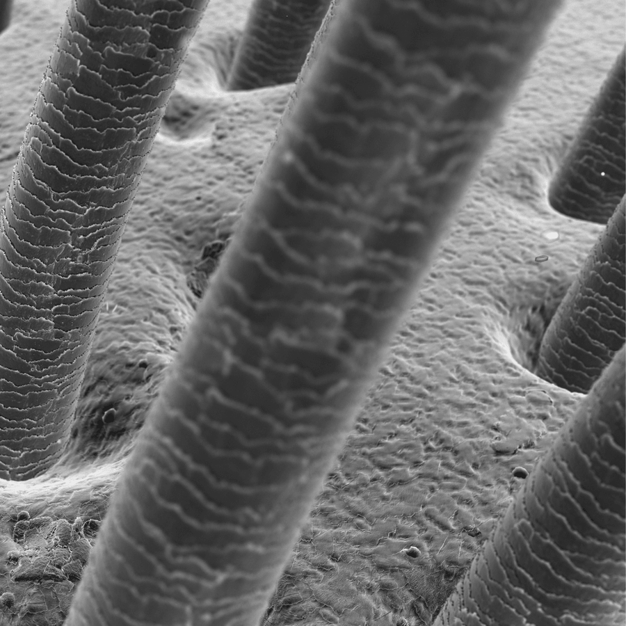 Trichologie